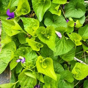 Meet your Posher, Mandie